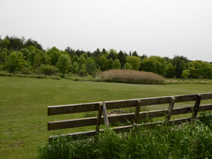 Room / Shared apartment for rent in SCARBOROUGH