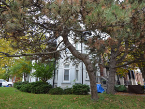 Bachelor apartment for rent in TORONTO