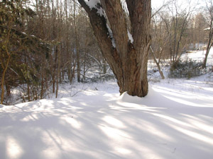 1 Bedroom apartment for rent in NORTH YORK 