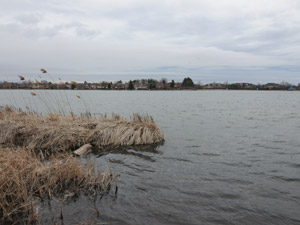 3+ Bedroom apartment for rent in BRAMPTON