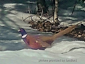 3+ Bedroom apartment for rent in LAWRENCETOWN