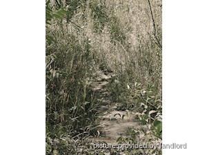 1 Bedroom apartment for rent in RICHMOND HILL