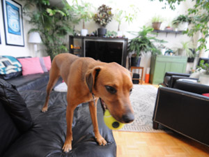 Room / Shared apartment for rent in TORONTO